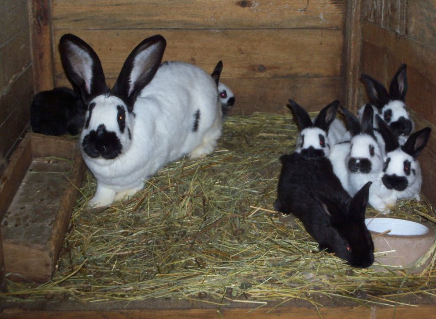 Кролик породи строкач