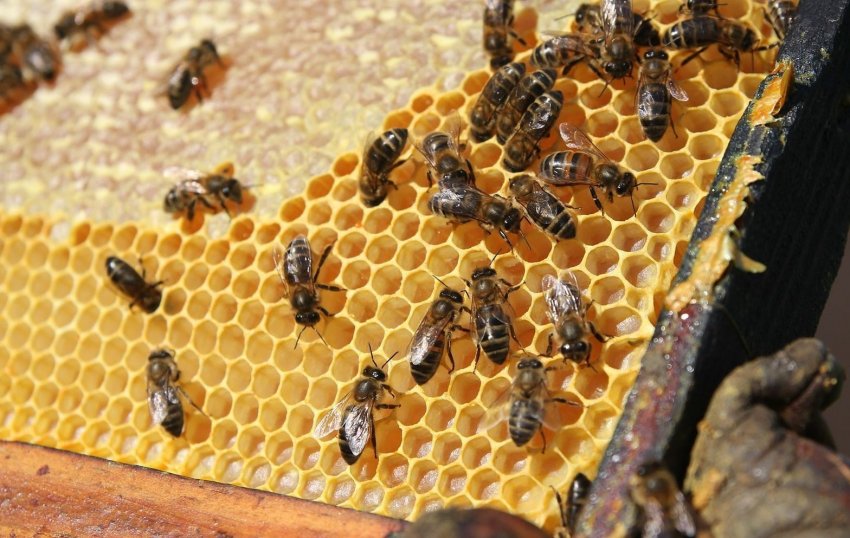 Чому стільники шестикутні Чому стільники шестикутні