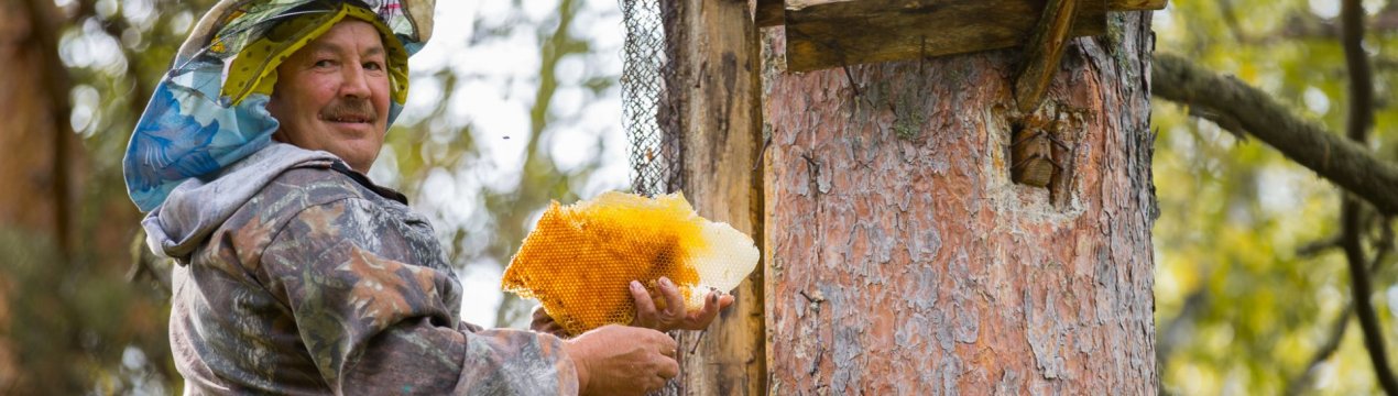 Особливості бортьового бджільництва