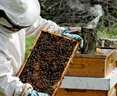 Правила розведення бджіл у населених пунктах