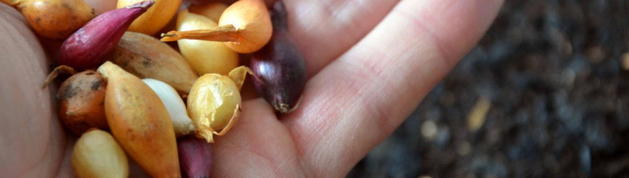 Як і чим обробляти цибулю перед посадкою