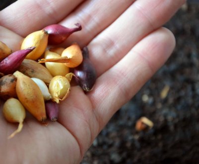 Як і чим обробляти цибулю перед посадкою