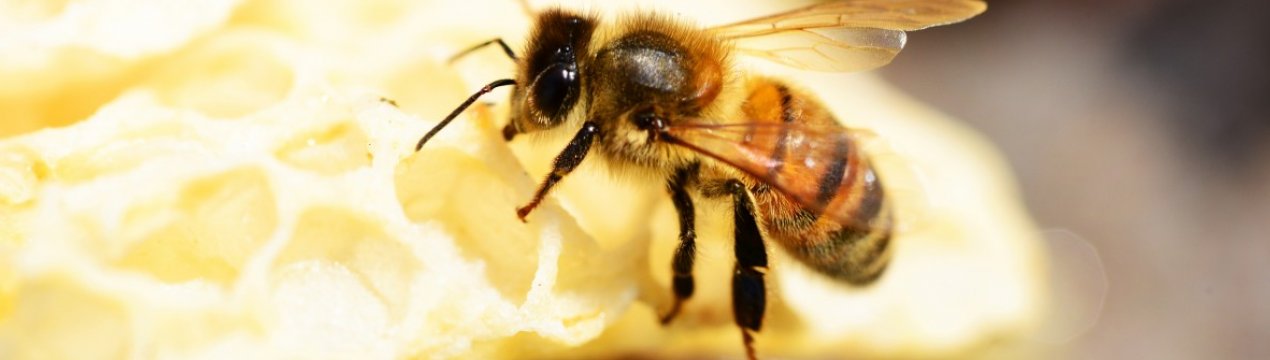 Бджола бакфаст: опис і особливості змісту