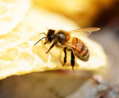 Бджола бакфаст: опис і особливості змісту