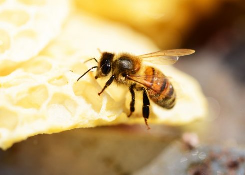 Пчела бакфаст: описание и особенности содержания
