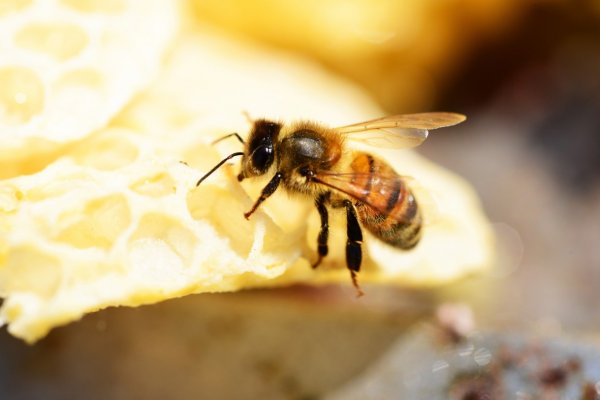 Бакфаст порода пчел их недостаток