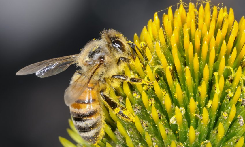 Бджола бакфаст