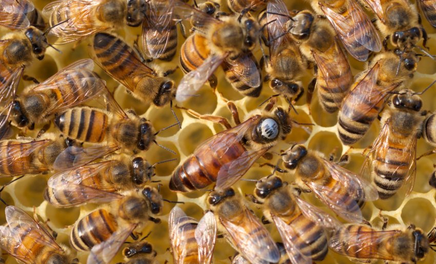 Бджола бакфаст