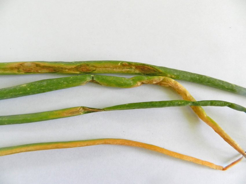 Пероноспороз Пероноспороз