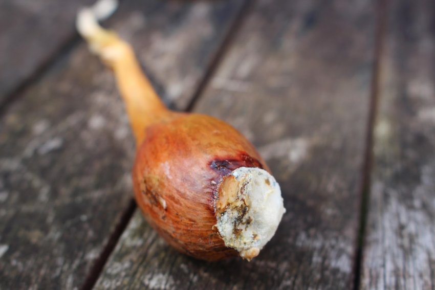 Фузаріозна гниль донця Фузаріозна гниль донця