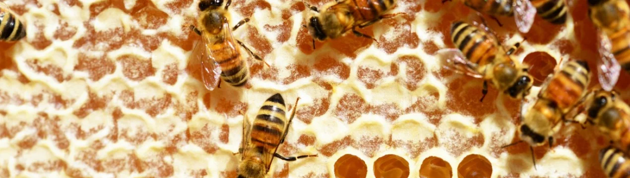 Как пчелы производят вкусный и полезный мед?