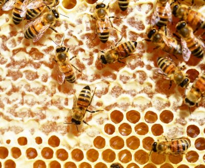 Як бджоли роблять смачний і корисний мед?