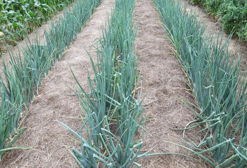 Агротехнічні прийоми Агротехнічні прийоми