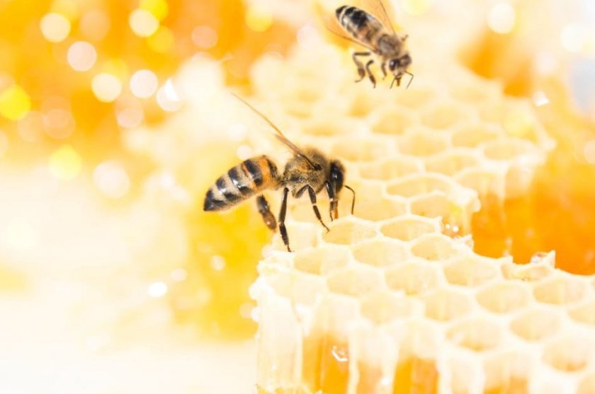 Как получается мед: процесс добычи, свойства