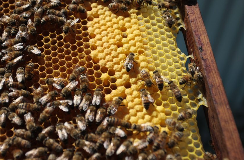 Как получается мед: процесс добычи, свойства