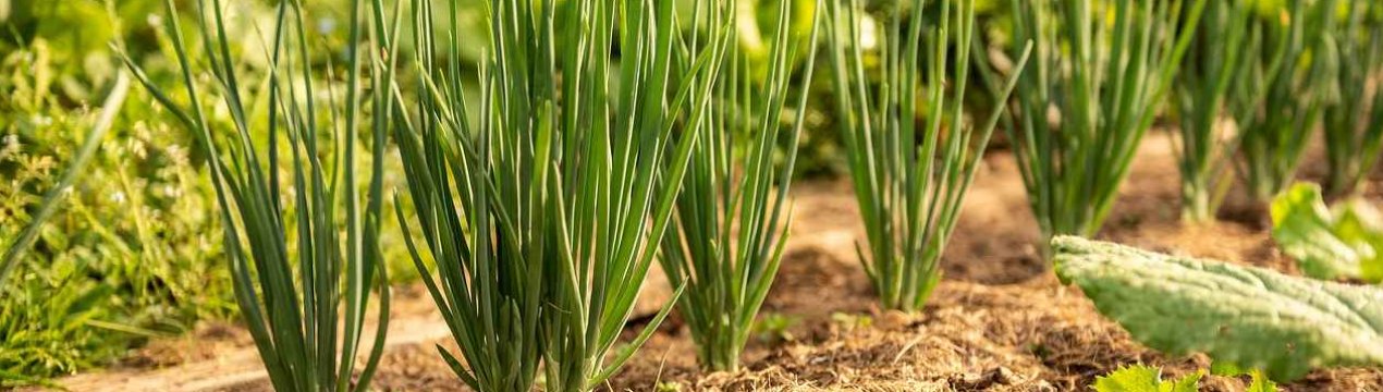 Озима цибуля: опис, способи догляду та вирощування