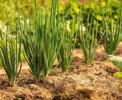 Озима цибуля: опис, способи догляду та вирощування