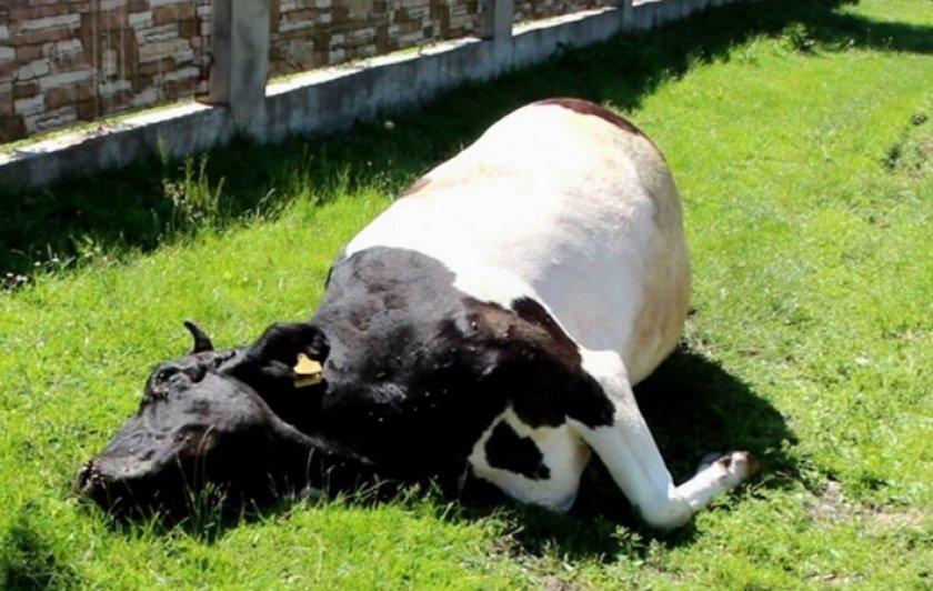 Отравление коровы