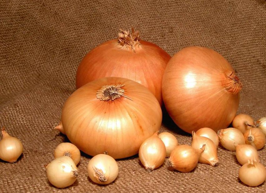 Штутгарт Різен