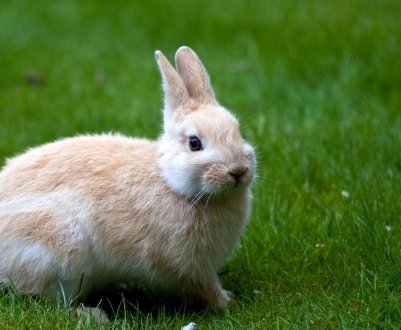 Чим поїти кроликів узимку в домашніх умовах