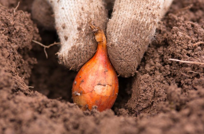 Посадка цибулі