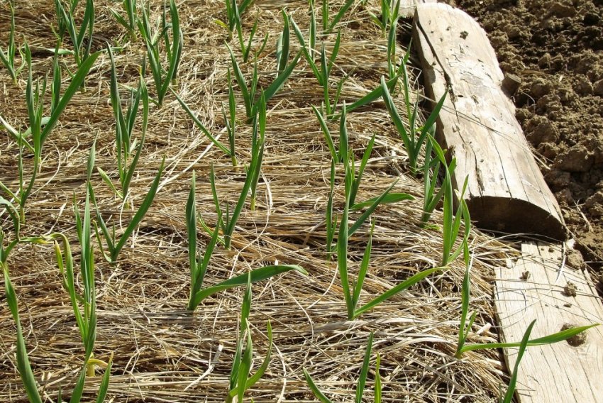 Догляд за цибулею