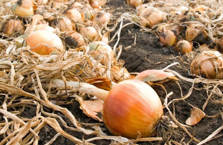 Збір урожаю