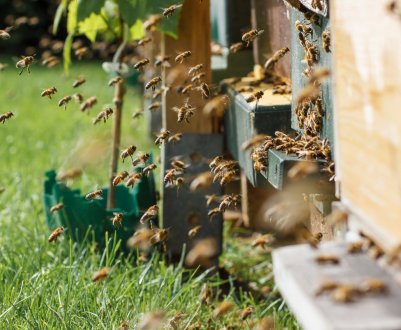 Що таке бджолиний пасіка?