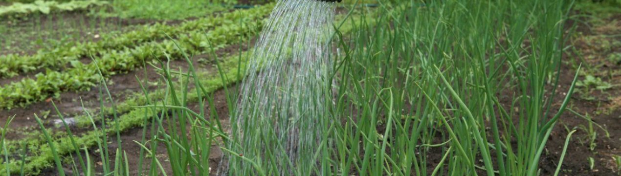 Як правильно поливати цибуля