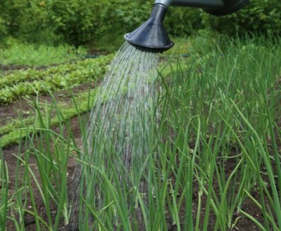 Як правильно поливати цибуля