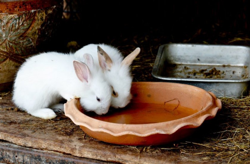Кролики пьют воду