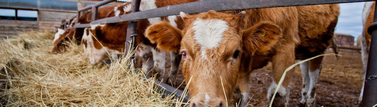 Канада щедро допомагає українським фермерам втілювати мрії