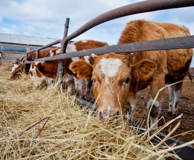 Канада щедро допомагає українським фермерам втілювати мрії