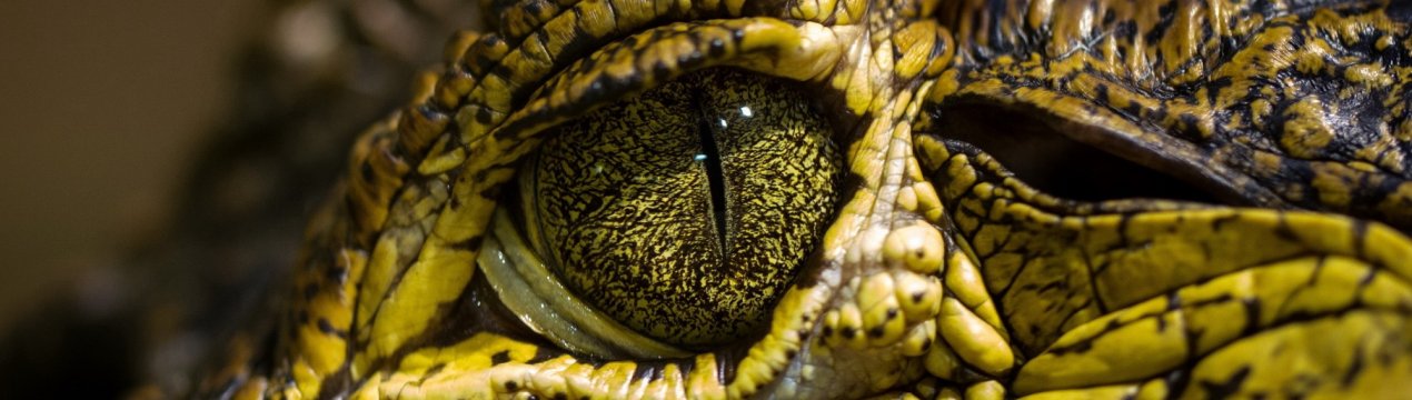 Фантастичні тварини і де вони жити не будуть