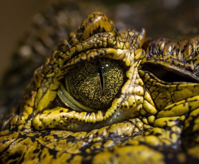 Фантастичні тварини і де вони жити не будуть