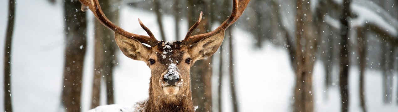 В челябінських горах оселилися VIP-олені