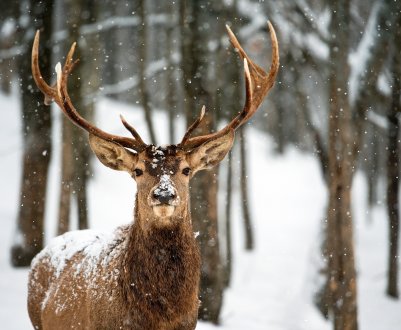 В челябінських горах оселилися VIP-олені