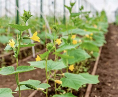 Як правильно і як часто поливати огірки в теплиці
