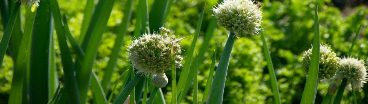 Опис і характеристика цибулі-батуна