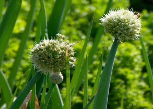 Опис і характеристика цибулі-батуна