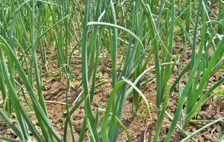 Цибулю Перформер Цибулю Перформер