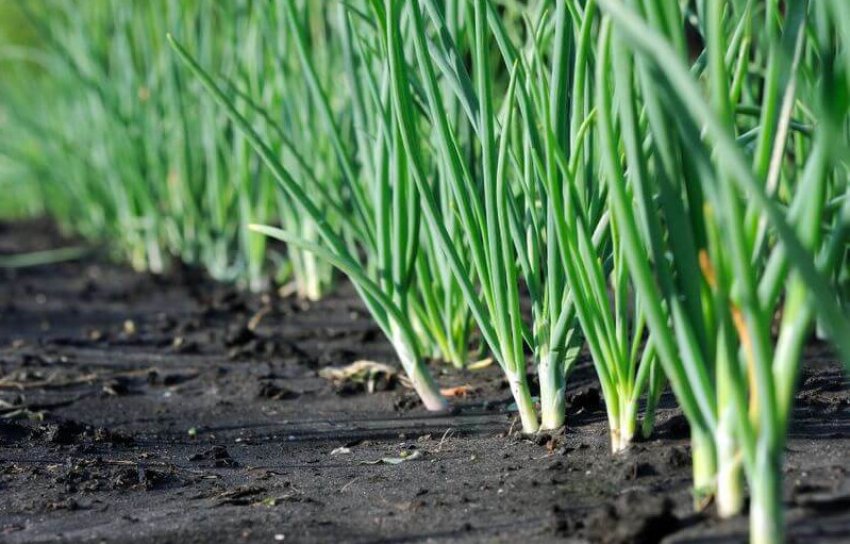 Цибулю Ніжність Цибулю Ніжність