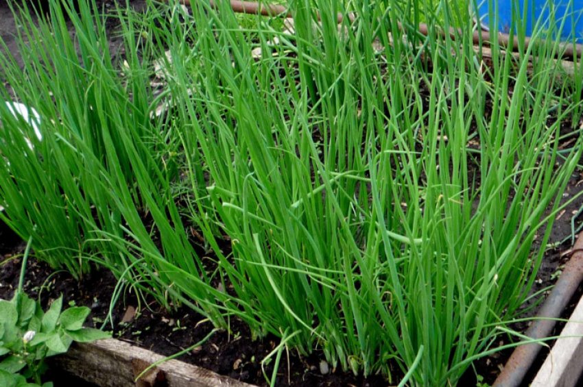 Цибулю Квітневий Цибулю Квітневий