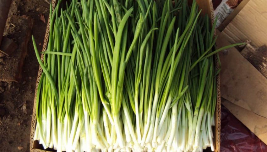 Цибуля-батун Цибуля-батун