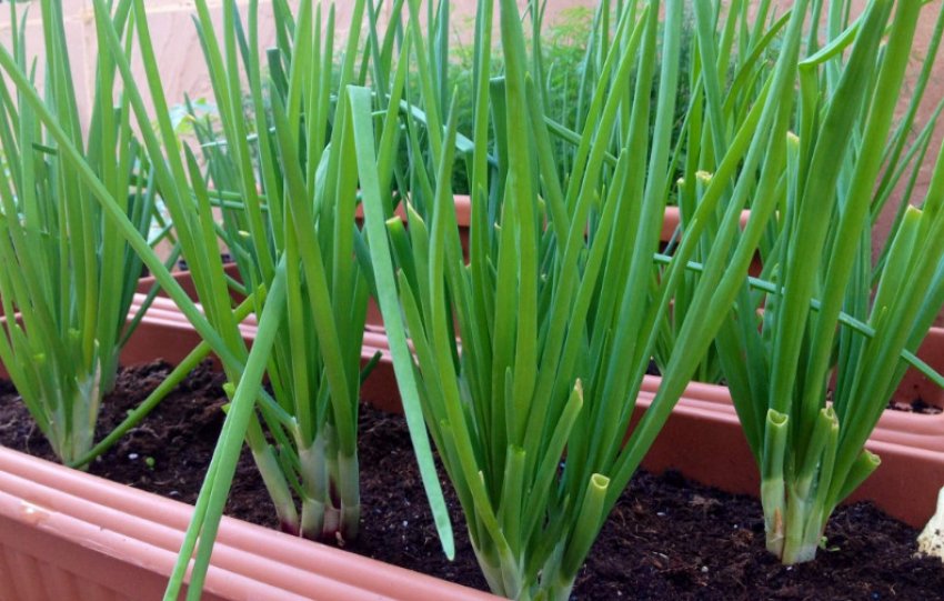 Цибулю Смарагдовий Цибулю Смарагдовий