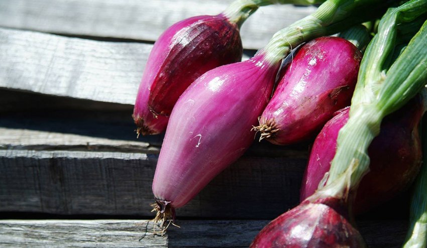 Цибуля Червоний пролісок Цибуля Червоний пролісок