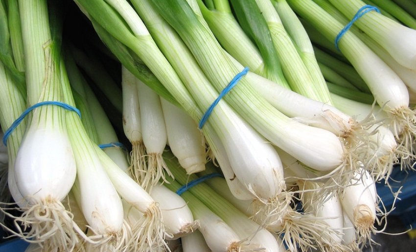 Цибулю Чиполліно Цибулю Чиполліно