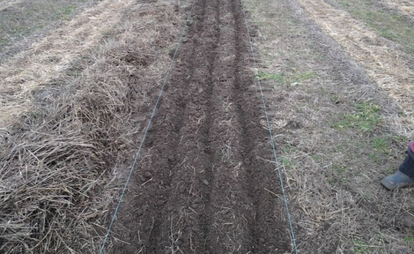 Грядки для цибулі Грядки для цибулі