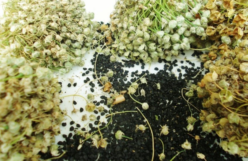 Насіння цибулі Насіння цибулі