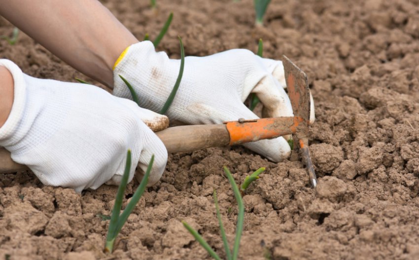 Прополка цибулі Прополка цибулі